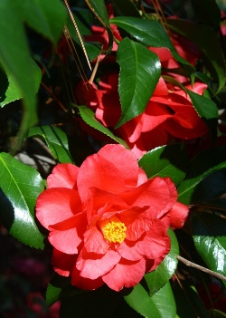 Christmas Beauty Camellia, Camellia japonica 'Christmas Beauty'
